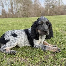 Black Tri roan girl ( lighter ) - Tri-Roan female English Springer Spaniel puppy in Defuniak Springs, Florida from Anastasia Knight's Cocker Spaniels