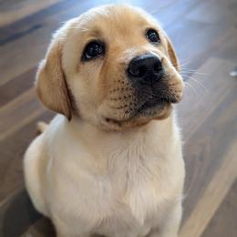 Labrador Retriever Puppies from BAK Forty Ranch