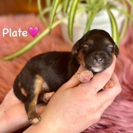 Plate - Black phantom female Aussiedoodle puppy in Lancaster, Minnesota from Finney Ranch