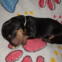 Emma - Black and tan female Dachshund puppy in Middle Granville, New York from Lee Doxies