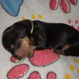 Emma - Black and tan female Dachshund puppy in Middle Granville, New York from Lee Doxies