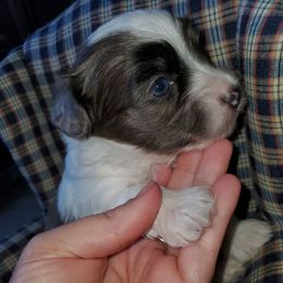 Romi - Parti male Yorkipoo puppy in Cottageville, South Carolina from Mandy's Poodle's