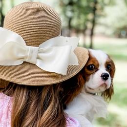 Bernedoodles and Cavalier King Charles Spaniels from Little Acorn: Cavalier & Bernese