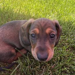 Dachshund Puppies from Sausage Squad