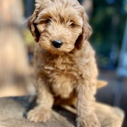 Autumn - Red  female Goldendoodle puppy in Pollock Pines, California from Penny Lane’s Doodles