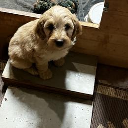 Goldendoodle Puppies from Simmons F1b Goldendoodles