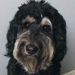 Reree - Bernedoodle