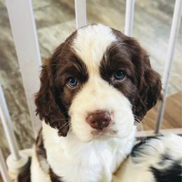Cheyenne - Liver and white female English Springer Spaniel puppy in Casa Grande, Arizona from The Spaniel Garden