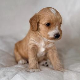 Red (Boy 1) - Red  male Goldendoodle puppy in Portland, Oregon from Smith Family Doodles