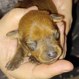 Miniature Pinscher Puppies from Meek's Min Pins