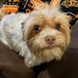 Bernedoodles, Goldendoodles, and Yorkshire Terriers from Dirty Dogs Pups