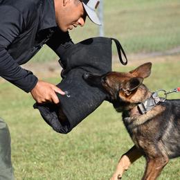 German Shepherd All Grown Up from Masky Kennel