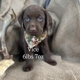 Vice - Chocolate male Labrador Retriever puppy in Puyallup, Washington from 12 Door Farm Labradors