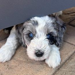 Junie - female Australian Mountain Doodle puppy in Sherrills Ford, North Carolina from Magnolia Grove Farms