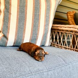 Cherry - Red female Dachshund puppy in Salters, South Carolina from Long-Pine Dachshund