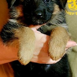 German Shepherd Puppies from Ewig Krieger Kennels