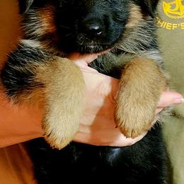 German Shepherd Puppies from Ewig Krieger Kennels