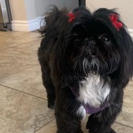 Shih Tzus from Boodaboo Shih Tzu’s