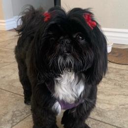 Shih Tzus from Boodaboo Shih Tzu’s