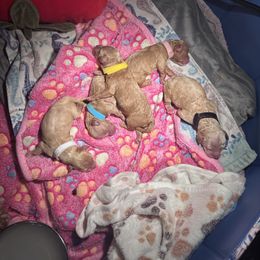 Cockapoo puppies from PupsofPepper