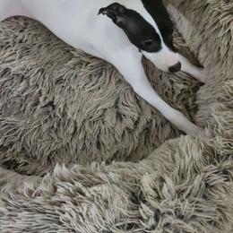 Boy 1 - White male Italian Greyhound puppy in Brooksville, Florida from Meraki's Whippets & Italian Greyhounds