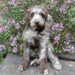Sally - Merle female Labradoodle puppy in Millersburg, Ohio from My Pals