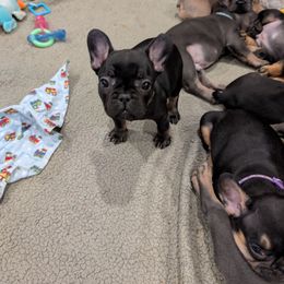Ruby - Black and tan female French Bulldog puppy in Springfield, Illinois from Paws n Claws Frenchies