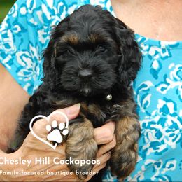 Cockapoo Puppies from Chesley Hill Cockapoos