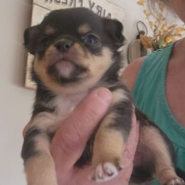LARC - Black and tan male Chihuahua puppy in Tremonten, Utah from Qu-Te's Chihuahuas