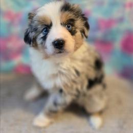 Dolly - Blue merle female Miniature Australian Shepherd puppy in Church Hill, Tennessee from Hippie Dog Haven
