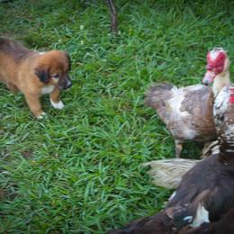English Shepherd Puppies from Town & Country English Shepherds