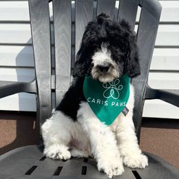Yellow Band Boy - Tri-color male Labradoodle puppy in Plainfield, New Jersey from Caris Paws Poodles and Doodles