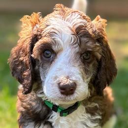 Aussiedoodles and Poodles from The Klepper Homestead