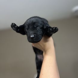 Girl 2 - Labrador Retriever puppy in Le Center, Minnesota from Wild Acre Kennels