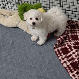 Brady green band. - White male Bichon Frise puppy in Henryville, Indiana from Sweetwaterbichonfriseandpoodles.com
