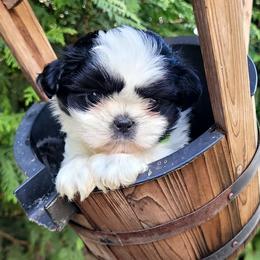 Boy - Black and white male Shih Tzu puppy in Morrison, Tennessee from Westies of Morrison