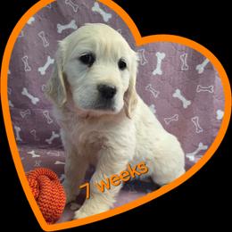 Orange girl - Light golden female Golden Retriever puppy in Albuquerque, New Mexico from Teeter's Desert  Goddess Goldens