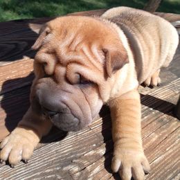 Chinese Shar-Pei and Shih Tzus from Sandy's Puppies