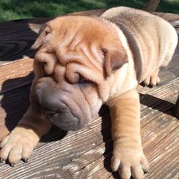 Chinese Shar-Pei and Shih Tzus from Sandy's Puppies
