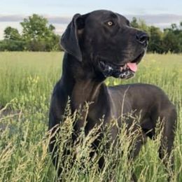 Great Danes from Solomon  Valley Great Danes.