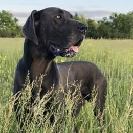 Great Danes from Solomon  Valley Great Danes.