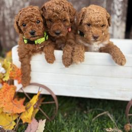Poodle puppies from Krispydoodle