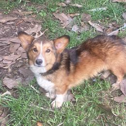 StrongPaw - Pembroke Welsh Corgi