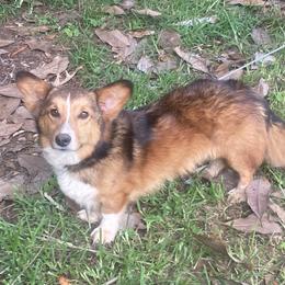 StrongPaw - Pembroke Welsh Corgi