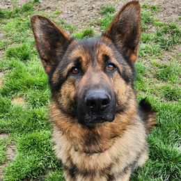 Dezi - German Shepherd