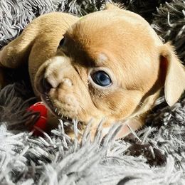 French Bulldogs from Theresa's French Bulldogs