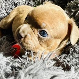 French Bulldogs from Theresa's French Bulldogs