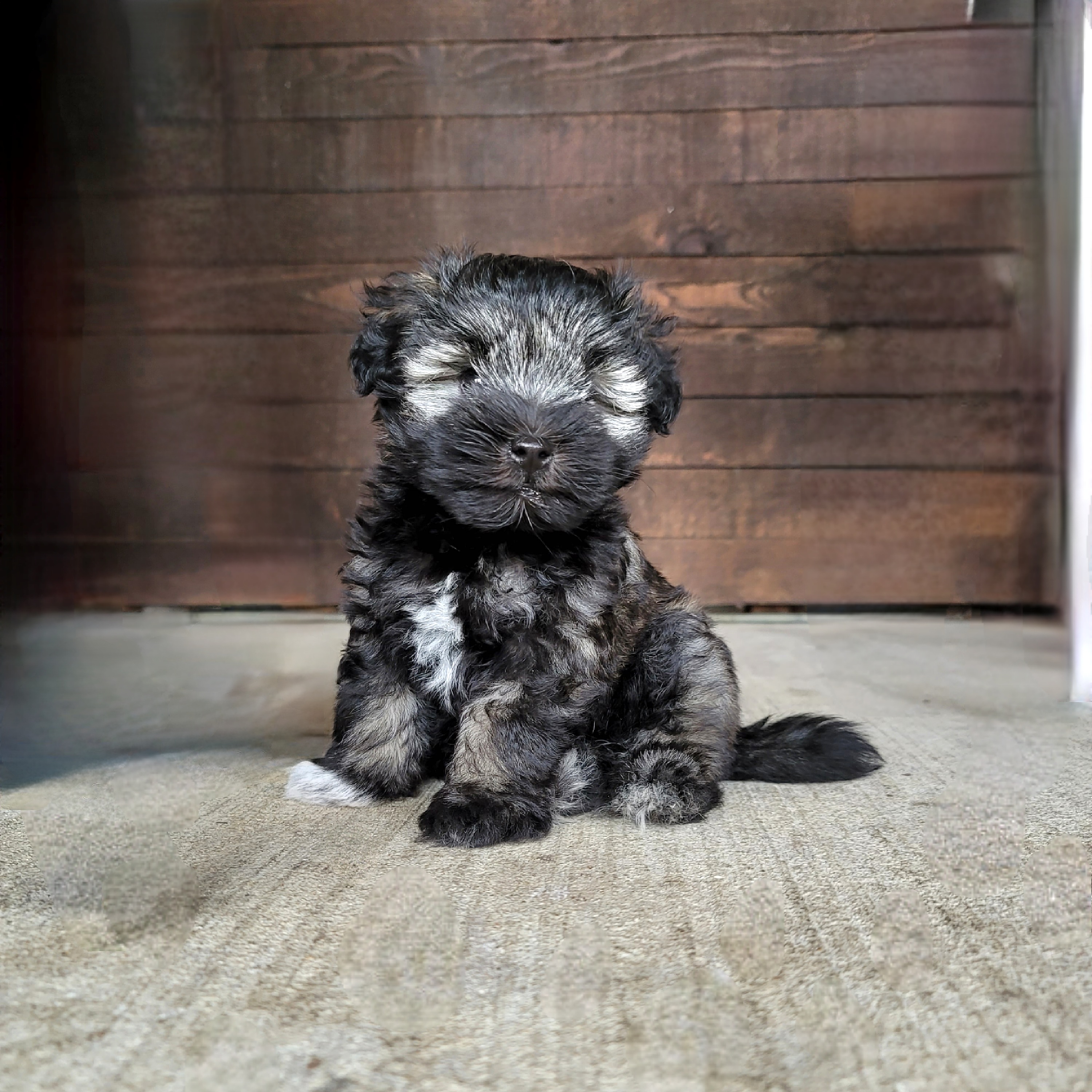 Miniature Schnauzer Puppies from Du Lac Miniature Schnauzers