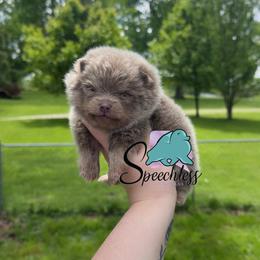 Alfredo- 4800.00 dollars - Lavender male Pomeranian puppy in Perry County, Ohio from Speechless Pom’s