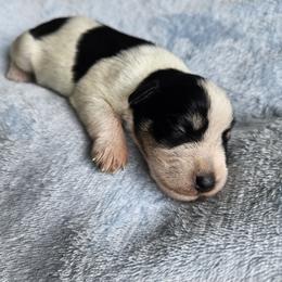 Dembe - Parti male Miniature Schnauzer puppy in Crosby, Texas from Raisin' the Woof Schnauzers